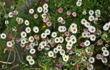 Erigeron karvinskianus. Верхушки побегов с соцветиями. Португалия, о-в Мадейра, южный склон плато Паул-да-Серра, ≈ 1000 м н.у.м., на скале. 10.06.2026.