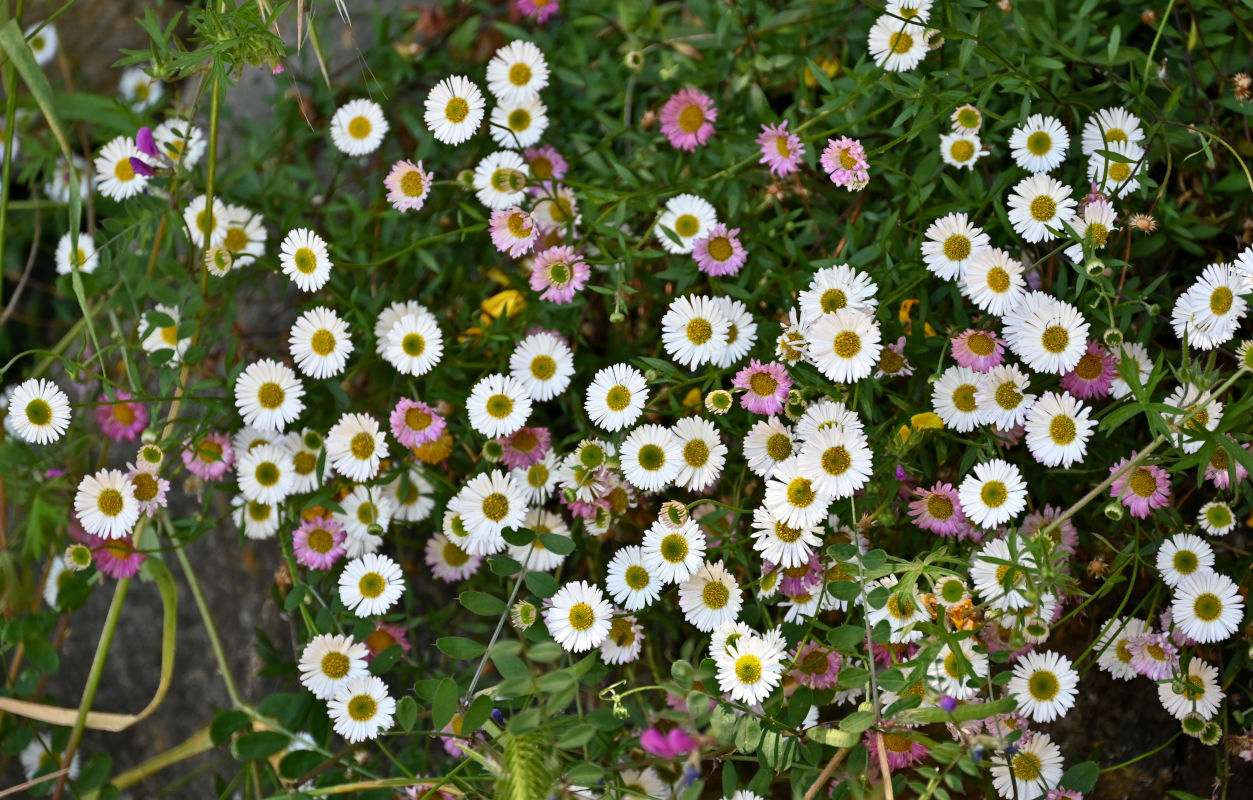 Image of Erigeron karvinskianus specimen.