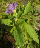 Lycianthes rantonnetii