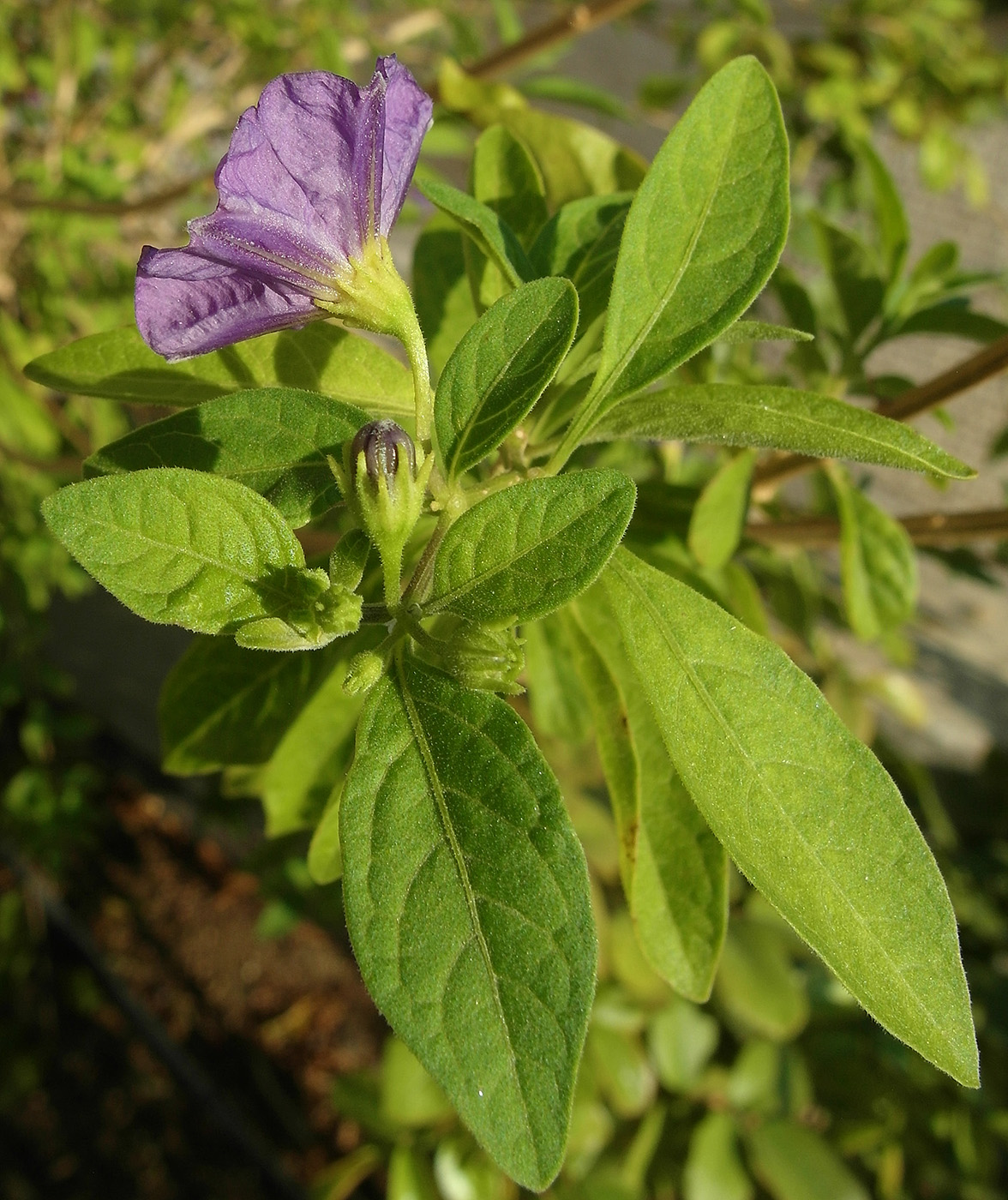Изображение особи Lycianthes rantonnetii.
