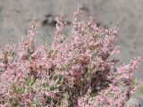 Atraphaxis spinosa. Верхушка плодоносящего растения. Таджикистан, Горно-Бадахшанская автономная обл., Рушанский р-н, хр. Музкол, окр. Сарезского оз., Усойский завал, скопление мелкозёма среди крупноглыбового обломочного материала. 26 июня 2026 г.