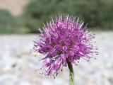 Allium polyphyllum