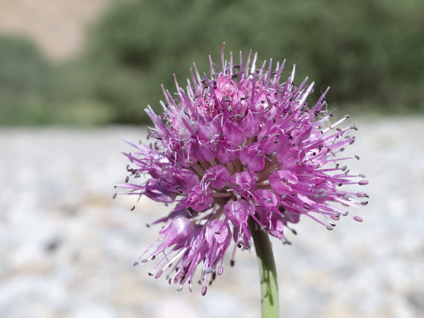 Изображение особи Allium polyphyllum.