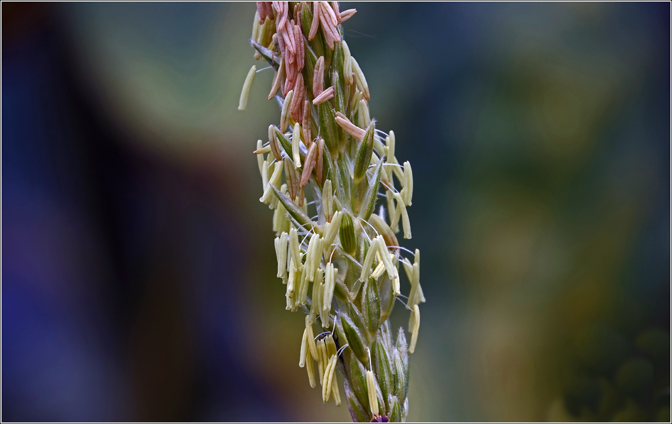 Image of Zea mays specimen.
