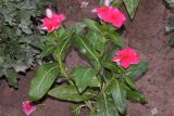 Catharanthus roseus. Цветущее растение. Узбекистан, Хорезмская обл., г. Хива, архитектурный комплекс \"Ичан кала\", в тени здания, в культуре. 15.08.2026.