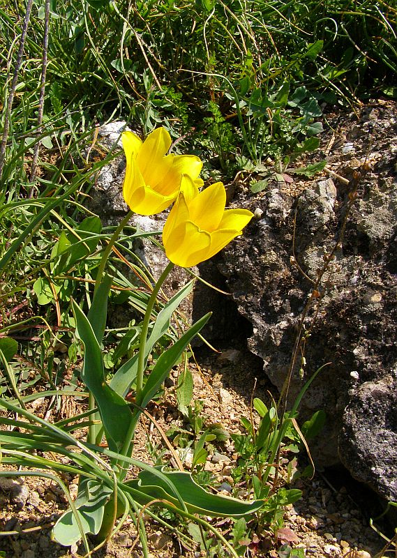 Изображение особи Tulipa suaveolens.
