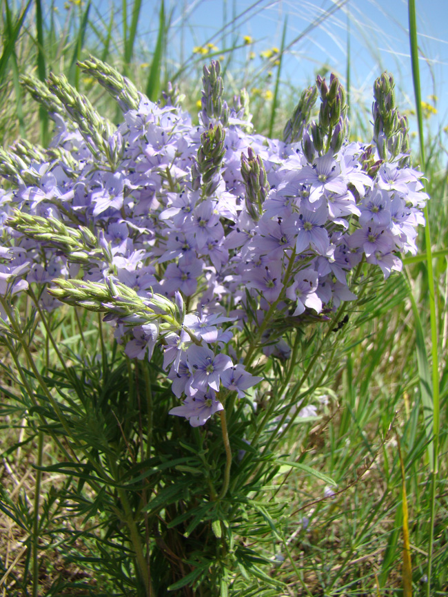 Image of Veronica jacquinii specimen.