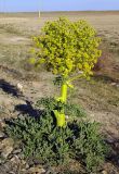 Ferula foetida