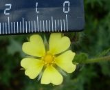 Potentilla obscura