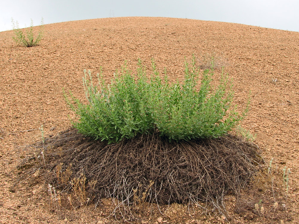 Image of Scrophularia granitica specimen.