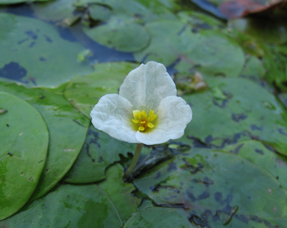 Image of Hydrocharis morsus-ranae specimen.