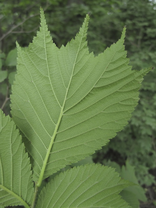 Изображение особи Ulmus laciniata.