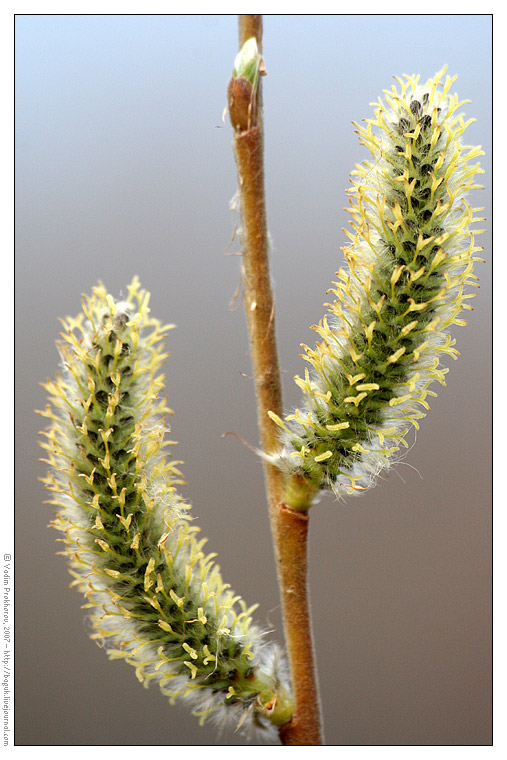 Изображение особи Salix gmelinii.