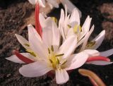 Merendera mirzoevae
