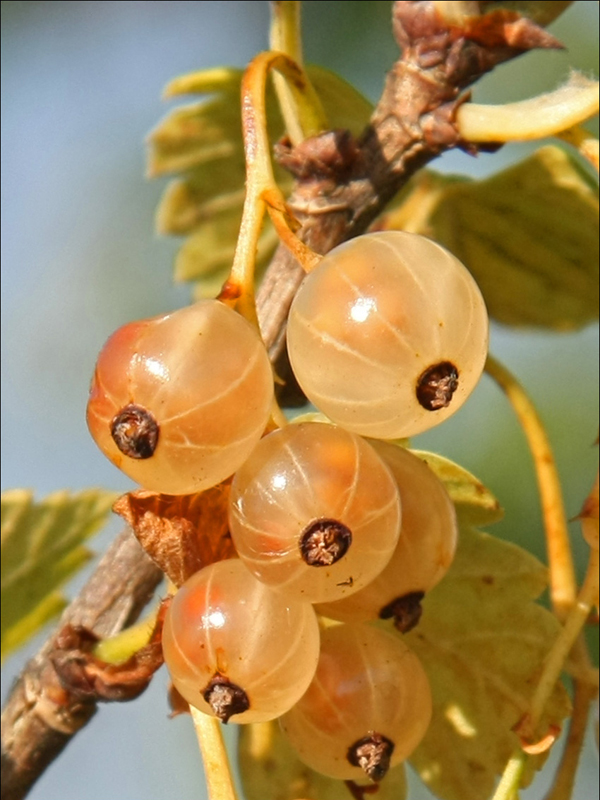 Изображение особи Ribes rubrum.