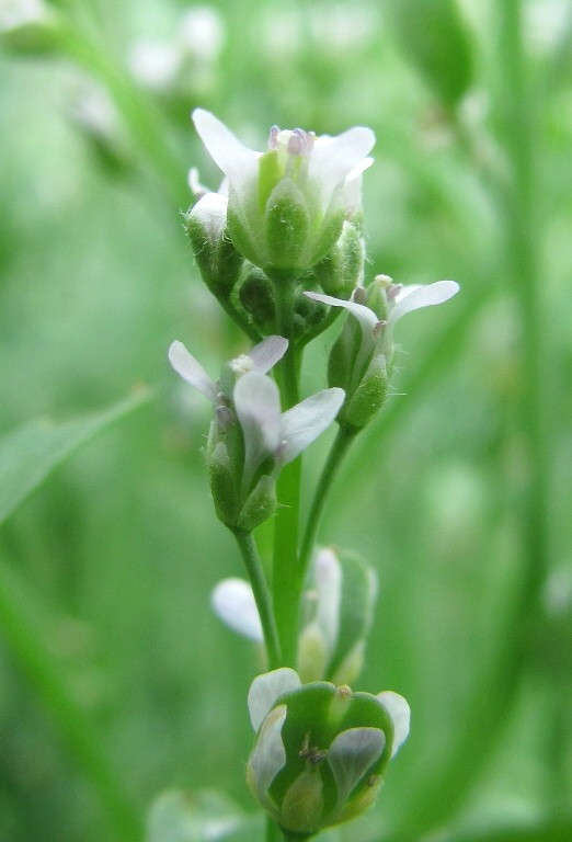 Изображение особи Lepidium sativum.