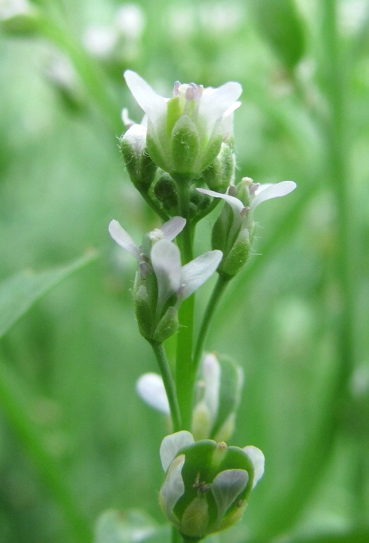 Image of Lepidium sativum specimen.