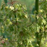 Rumex pseudonatronatus. Часть соцветия. Свердловская обл., окр. г. Североуральск, луг в районе \"Солдатского поля\". 09.07.2011.