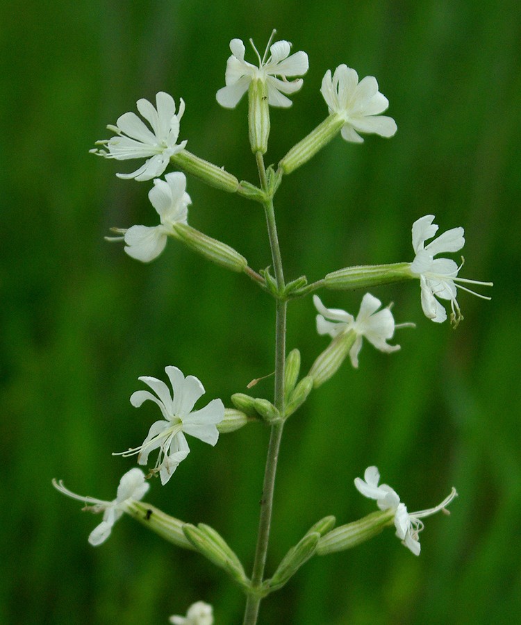 Image of Silene viscosa specimen.