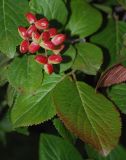 Viburnum burejaeticum