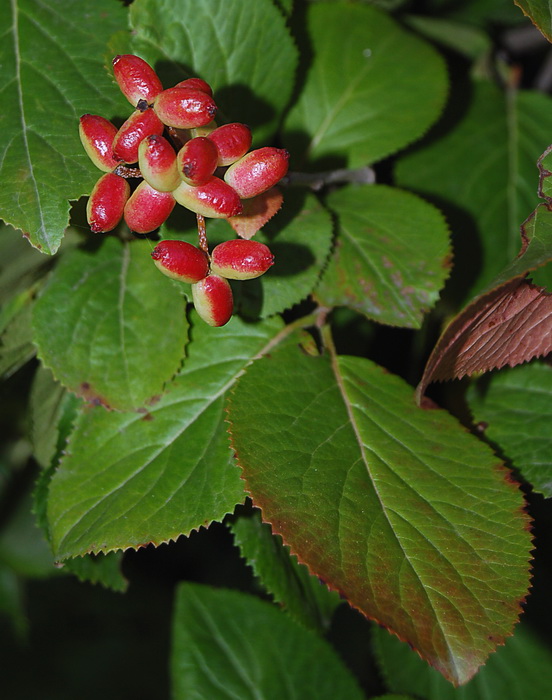 Изображение особи Viburnum burejaeticum.