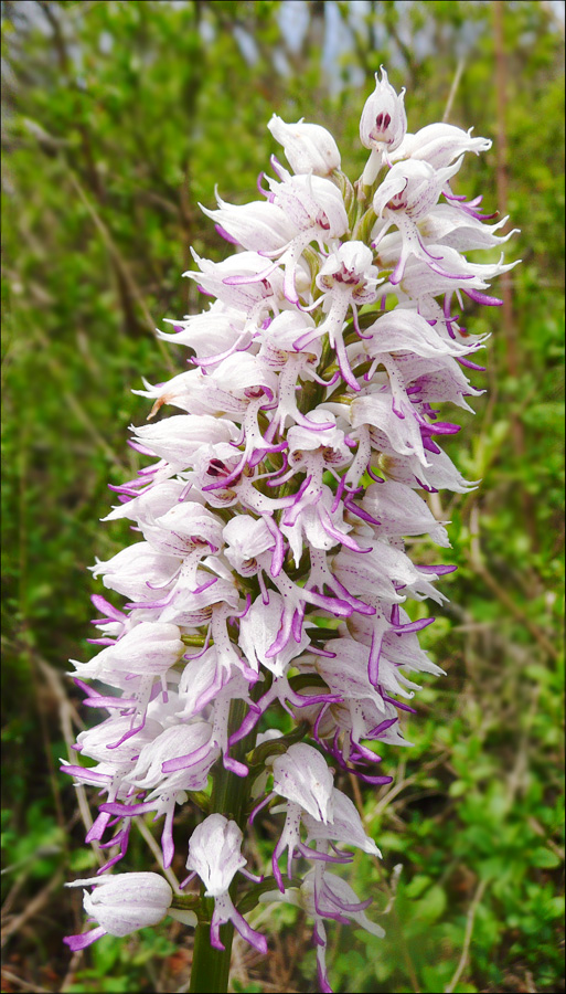 Изображение особи Orchis simia.