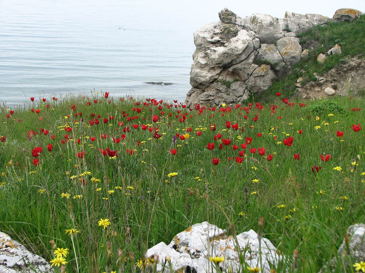 Изображение особи Tulipa suaveolens.