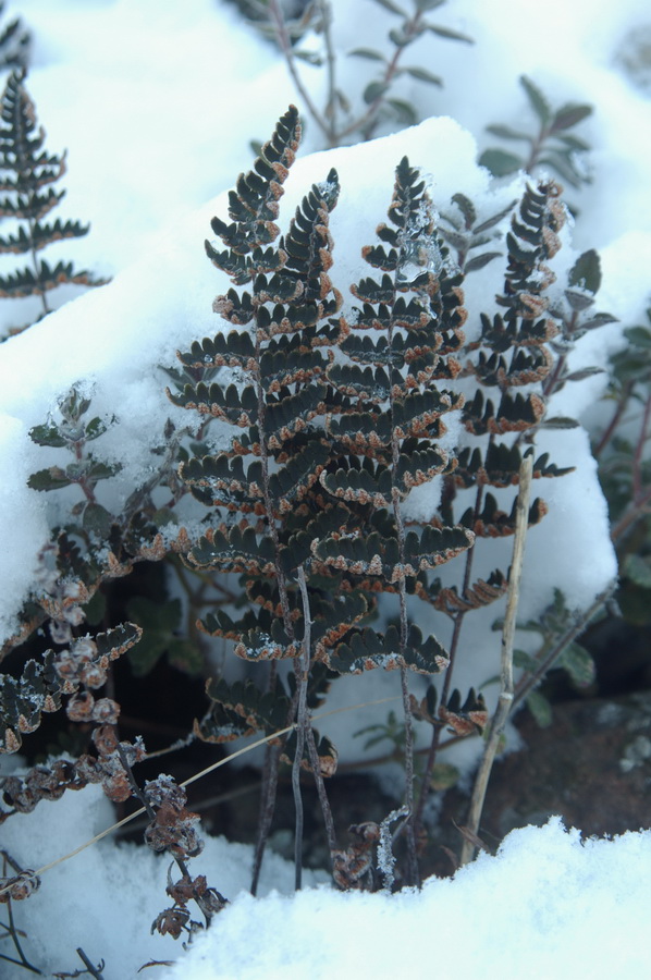 Image of Paragymnopteris marantae specimen.