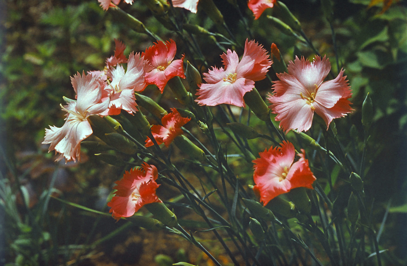 Image of Dianthus caryophyllus specimen.