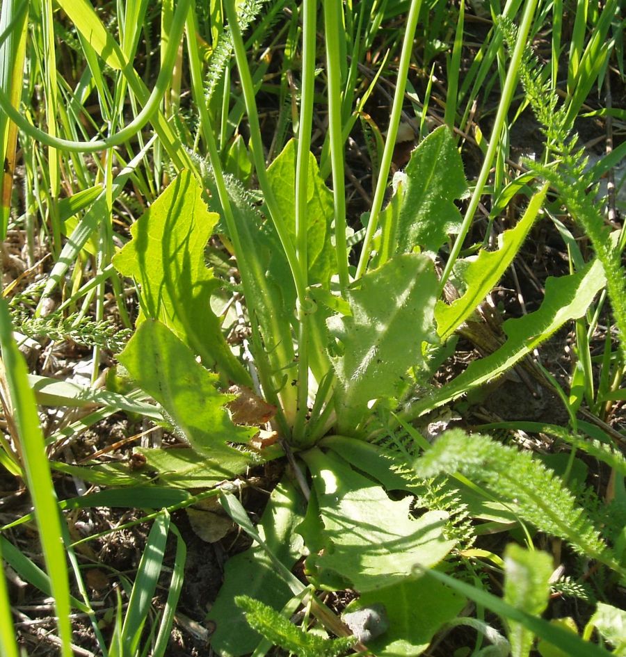 Изображение особи Hypochaeris radicata.