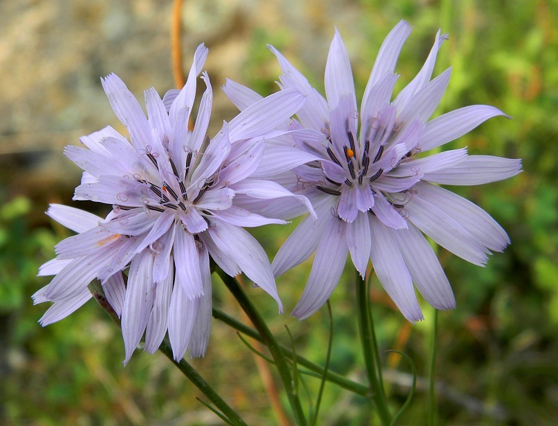 Image of Scorzonera purpurea specimen.