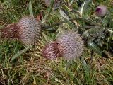 Cirsium polonicum