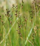 Juncus atrofuscus