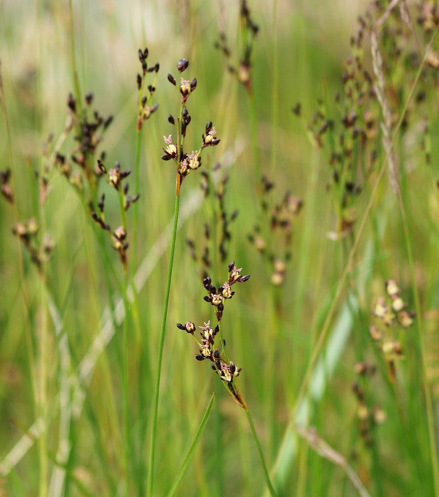 Изображение особи Juncus atrofuscus.