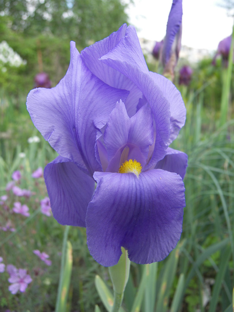 Image of Iris hoogiana specimen.