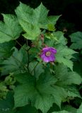 Rubus odoratus