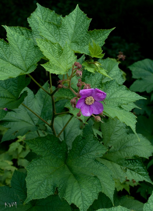 Изображение особи Rubus odoratus.