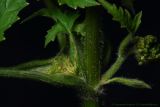 Heracleum sibiricum. Фрагмент побега с нераскрывшимися соцветиями. Московская обл. 04.11.2011.