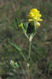 Trifolium campestre