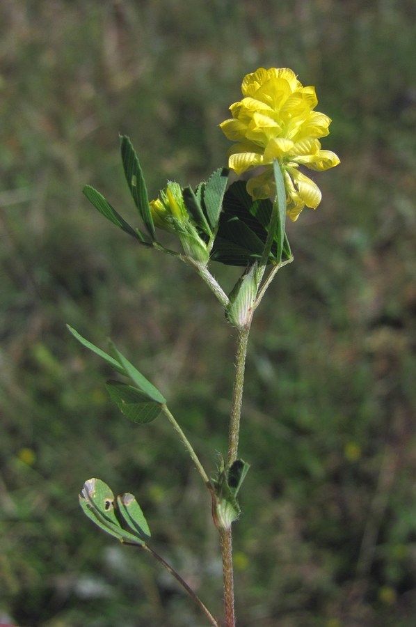 Image of Trifolium campestre specimen.