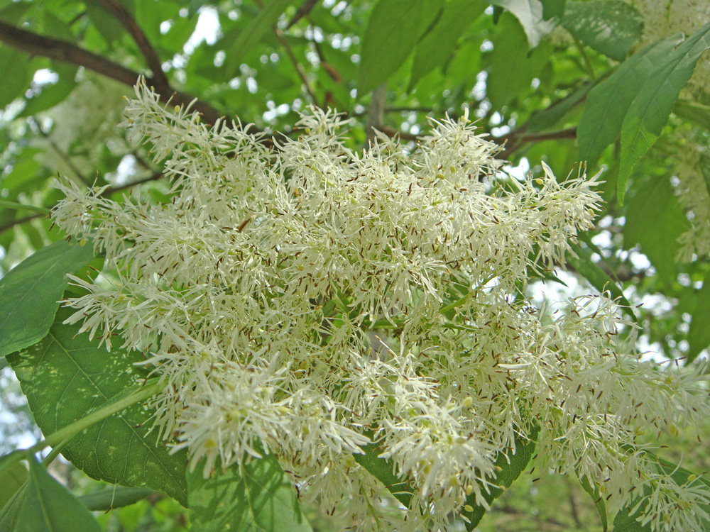 Изображение особи Fraxinus ornus.