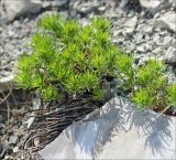 Veronica filifolia