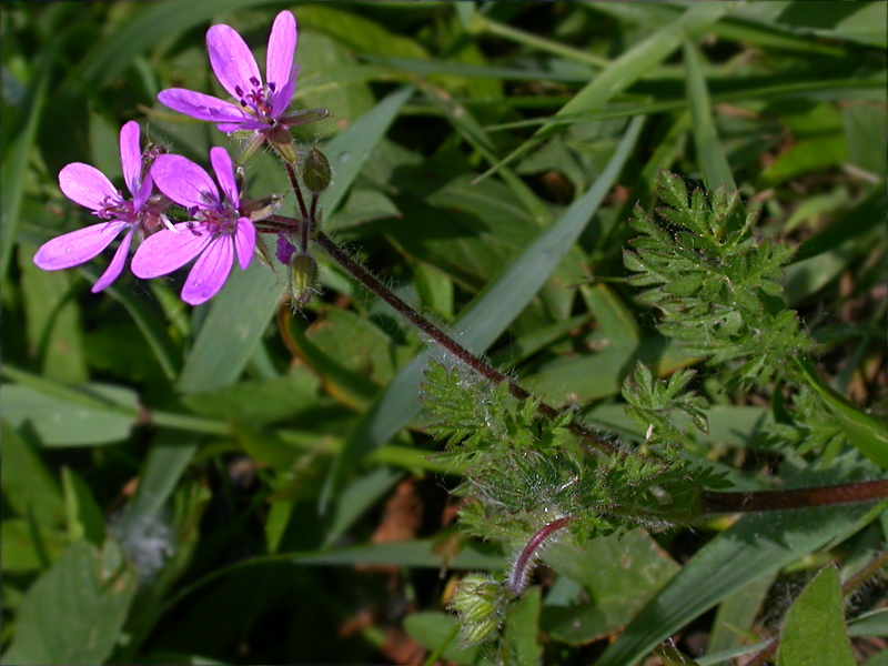 Изображение особи Erodium cicutarium.