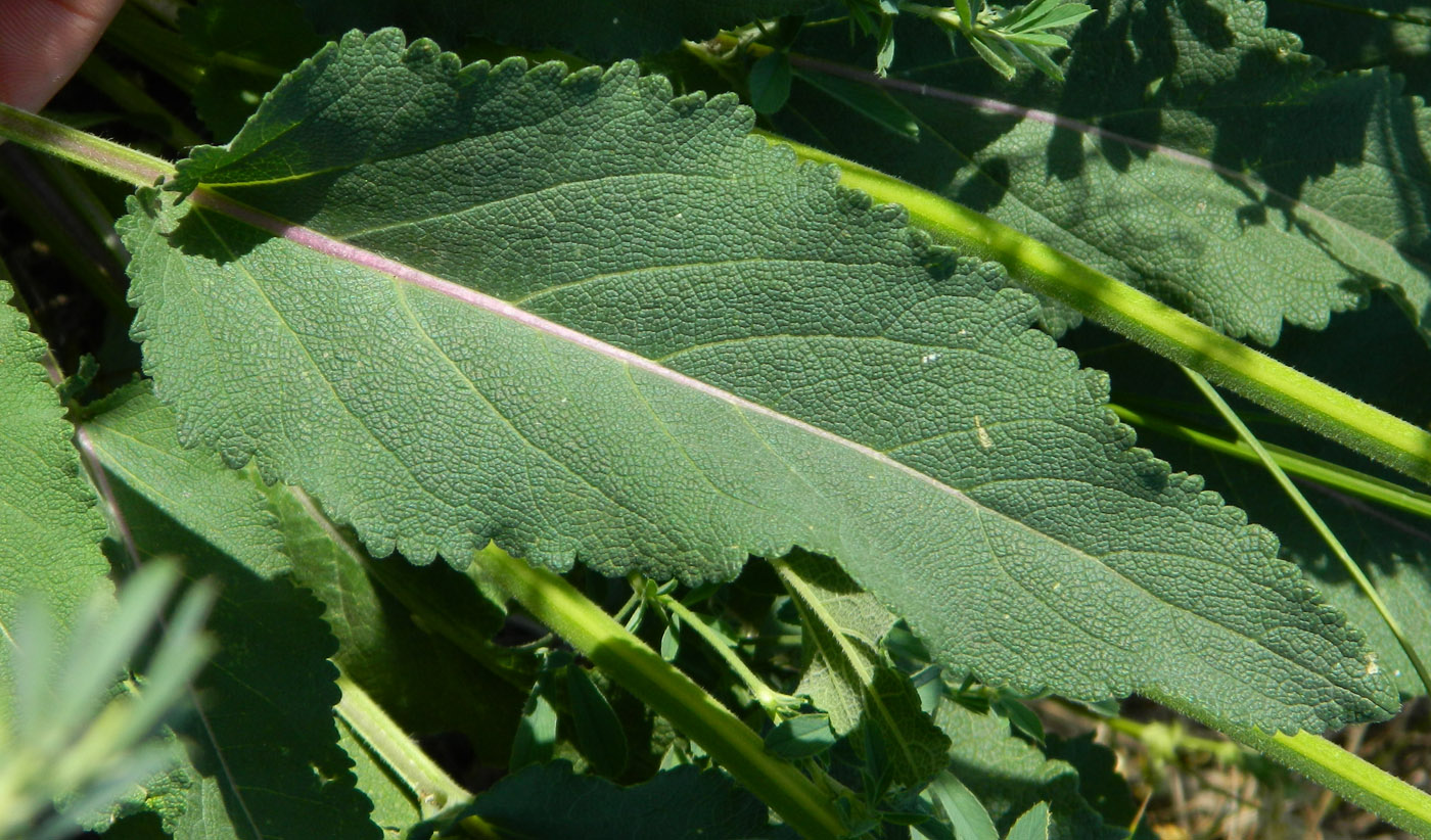 Изображение особи Salvia nutans.