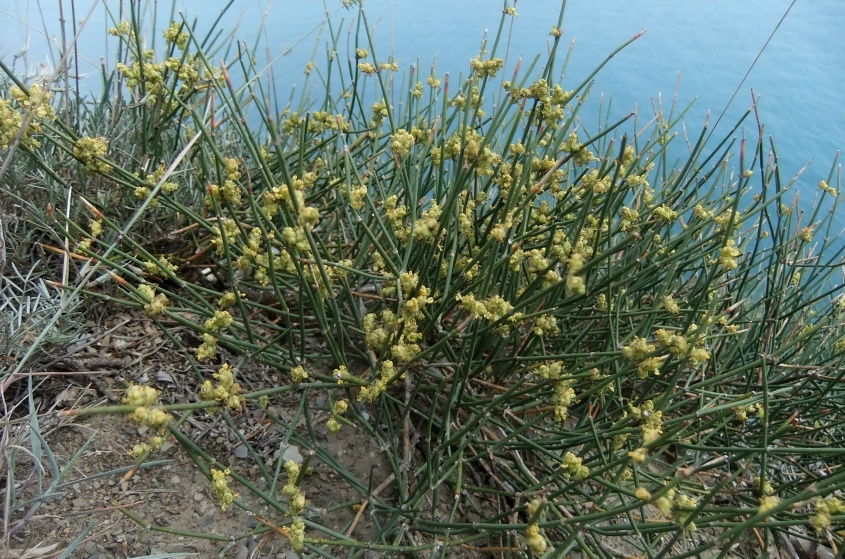 Image of Ephedra distachya specimen.