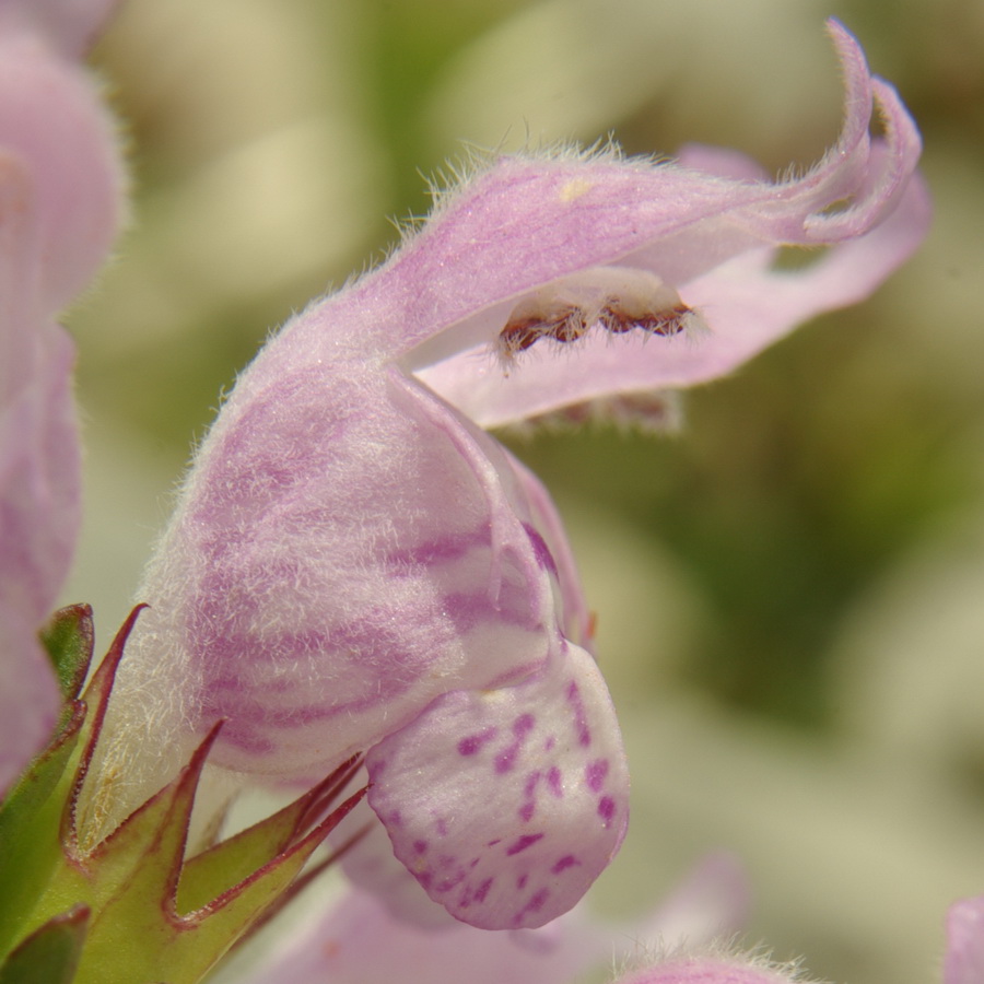 Изображение особи Lamium glaberrimum.