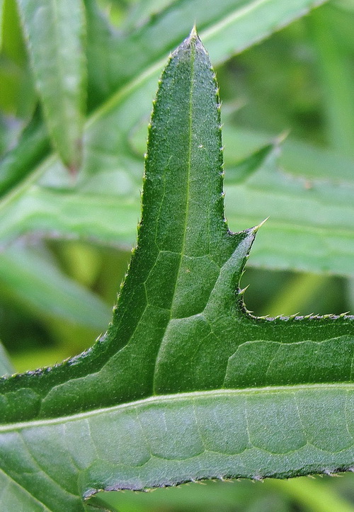 Image of Cirsium pendulum specimen.
