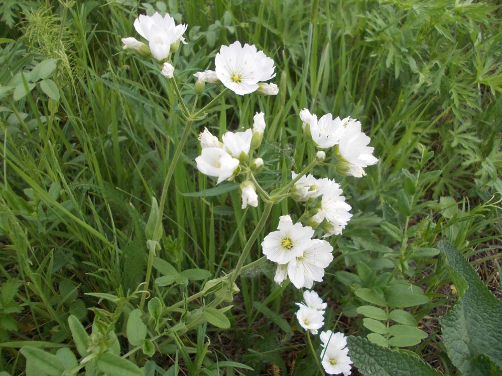 Image of Cerastium maximum specimen.