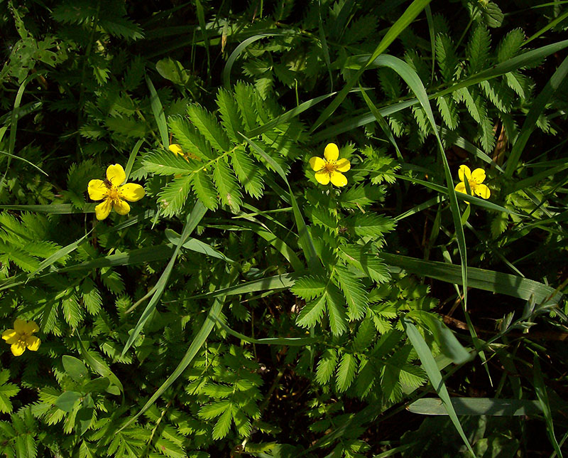 Image of Potentilla anserina specimen.