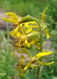 Ligularia sibirica